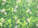 Assorted sea life sarong with tie-dye green color