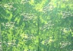 Assorted sea life sarong with tie-dye green color