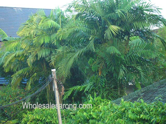 bali-pictures-01