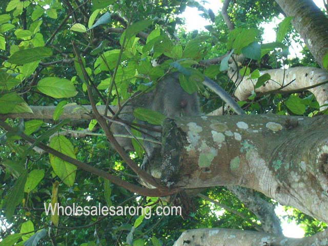 bali-pictures-04
