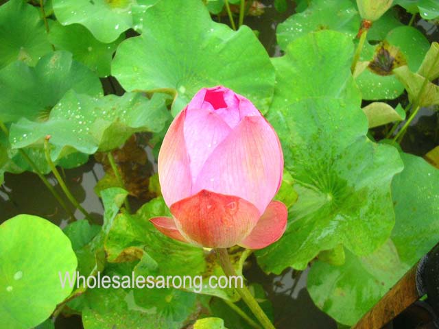 bali-villas-nearby-06