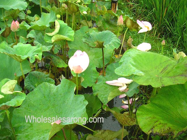 bali-villas-nearby-08