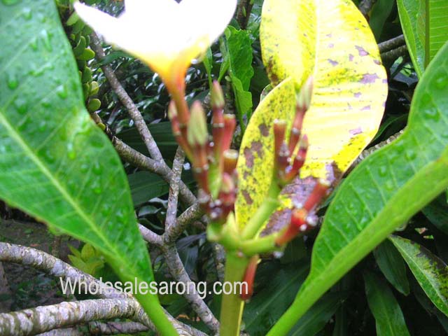 bali-villas-nearby-16