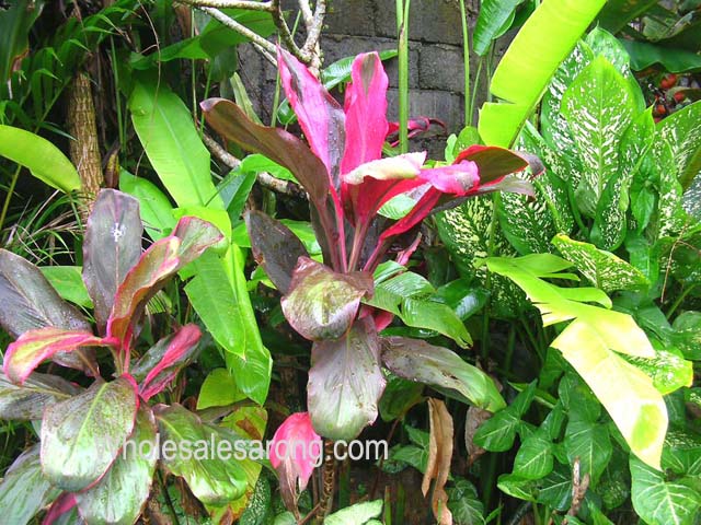 bali-villas-nearby-17