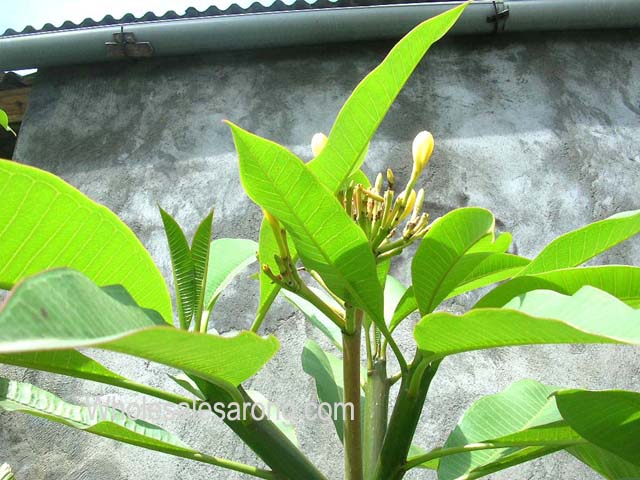 indonesia-travel-14