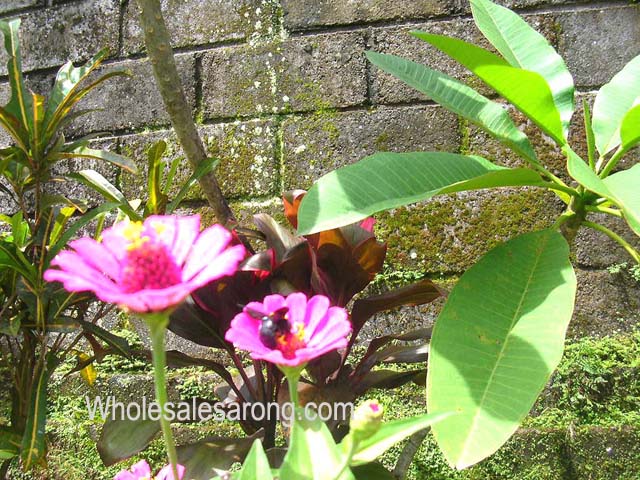indonesia-travel-16