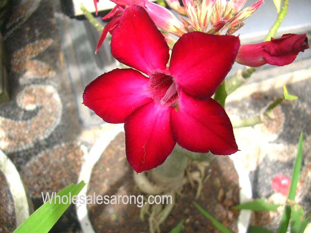kuta-bali-06