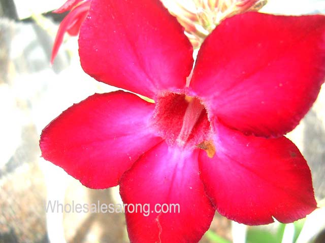kuta-bali-07