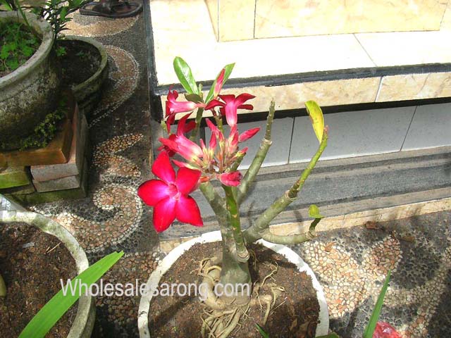 kuta-bali-08