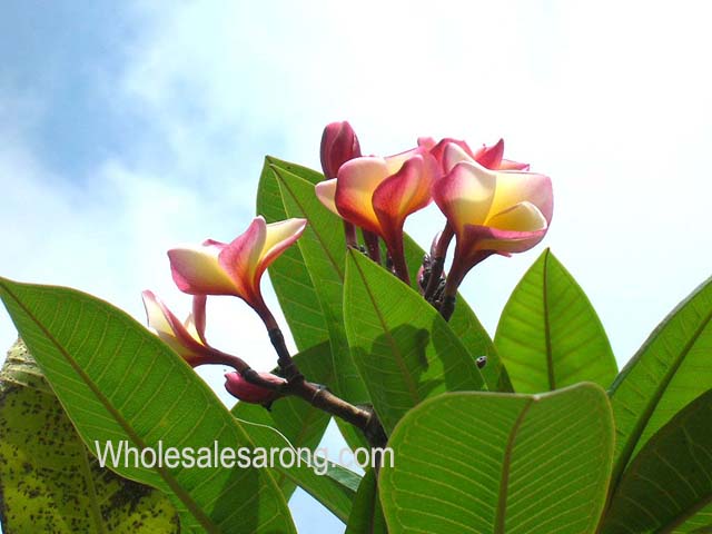 photos-of-indonesia-11