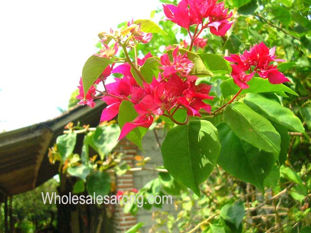photos-of-indonesia-12