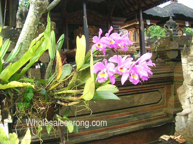 photos-of-indonesia-15