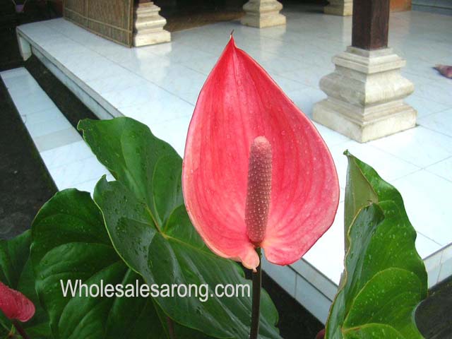 photos-of-indonesia-17