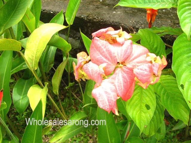 tour-bali-java04
