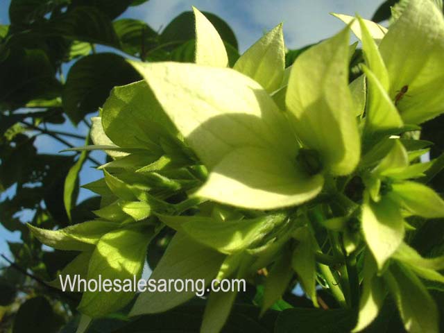 travel-bali-indonesia-10
