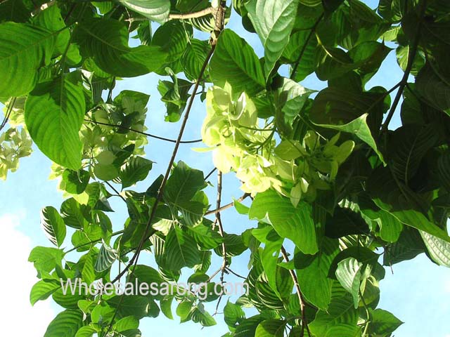 travel-bali-indonesia-11