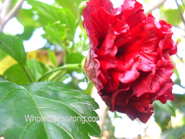 travel-bali-indonesia-12