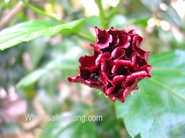 travel-bali-indonesia-13