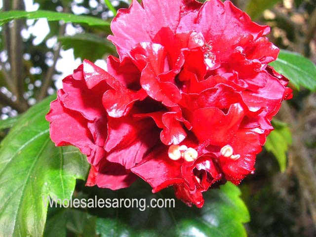 travel-bali-indonesia-14