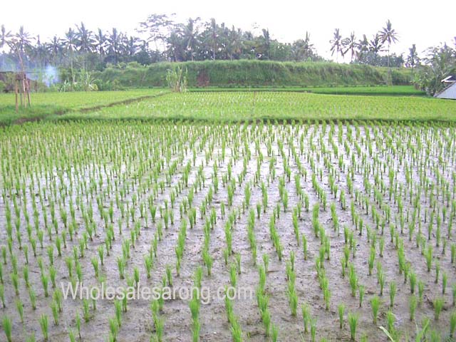 travel-bali-indonesia-22
