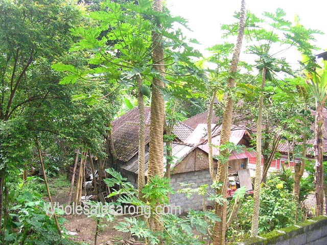 travel-photo-indonesia-06
