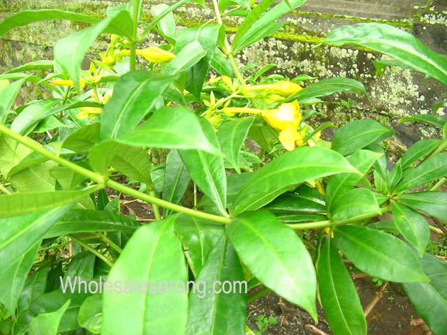 travel-photo-indonesia-07