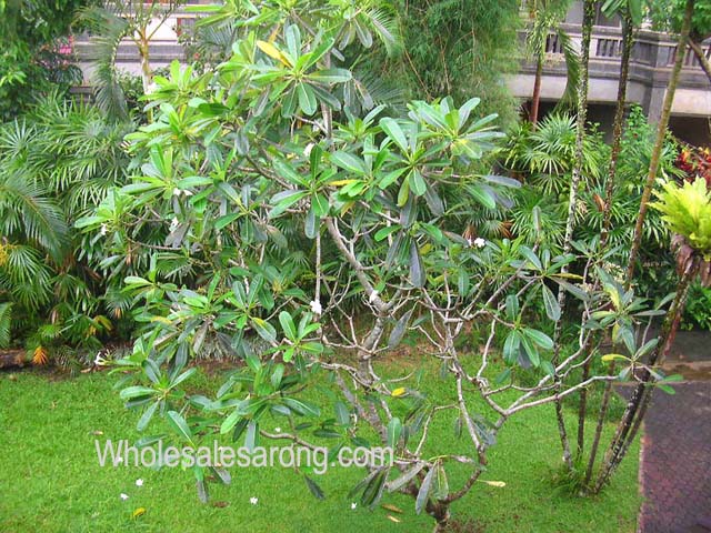 ubud-indonesia-06