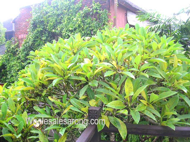 ubud-indonesia-09