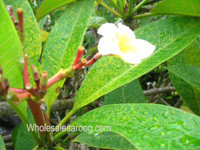 ubud-indonesia-11
