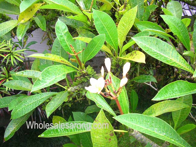 ubud-indonesia-12