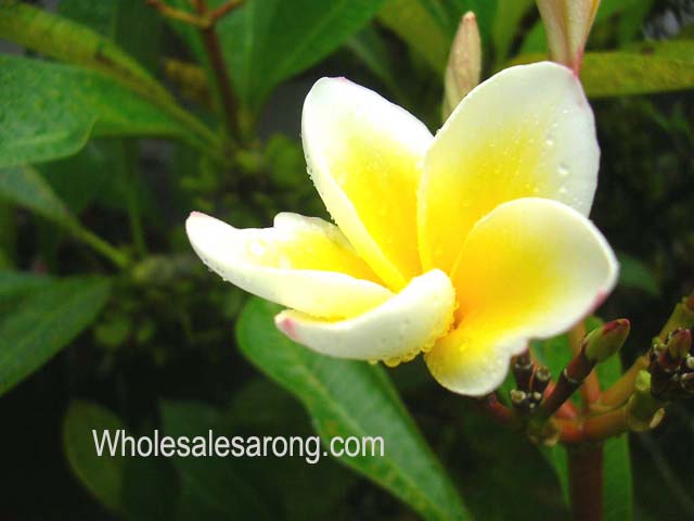 ubud-indonesia-14