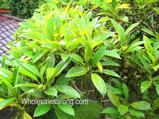 ubud-indonesia-15