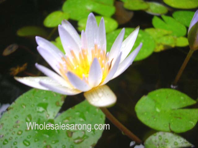 ubud-indonesia-16
