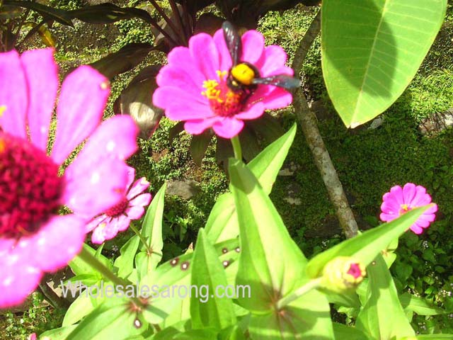 visting-bali-pictures22