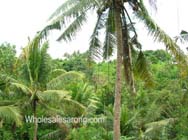 tour-bali-java09