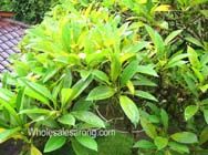 ubud-indonesia-15
