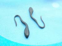 horn ear plug tadpole design