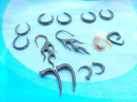 Horn earring assorted