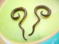 long spiral wooden earlets