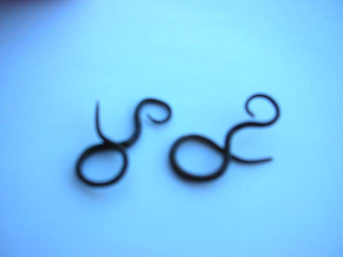 horn-earring-1105